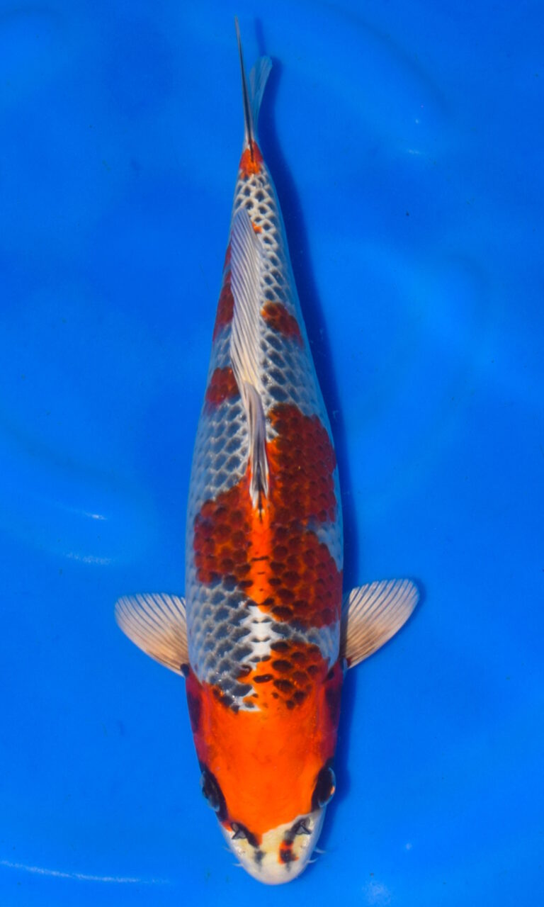 Colourful koi fish swimming in blue water.