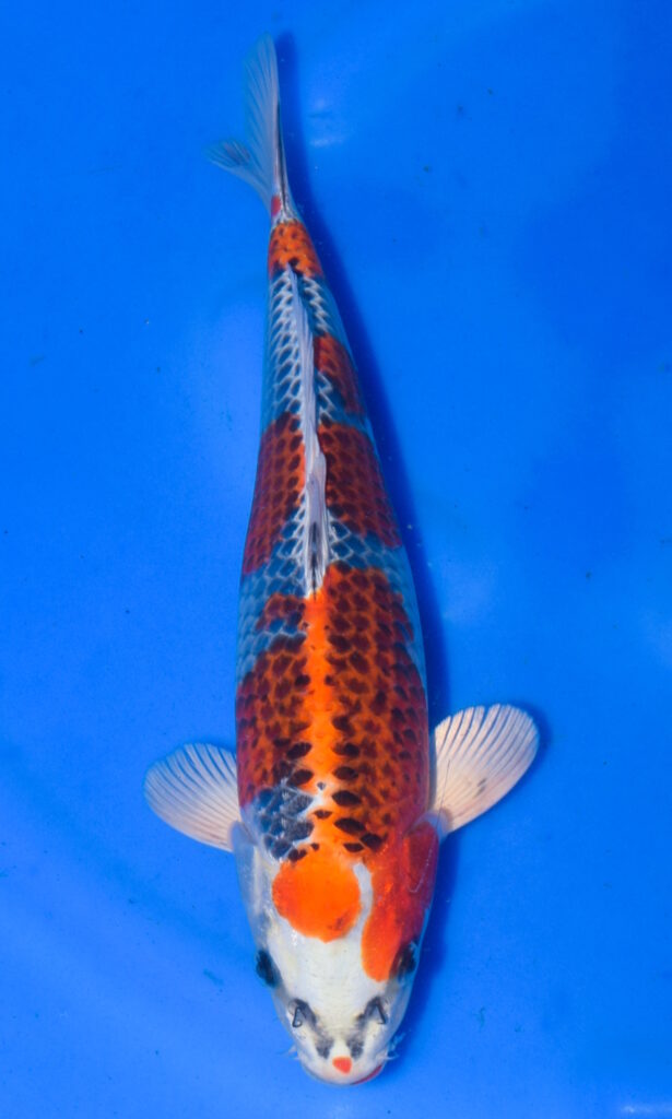 Colourful koi fish swimming in clear blue water.