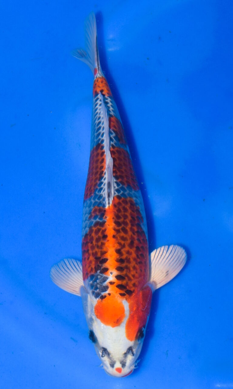 Colourful koi fish swimming in clear blue water.