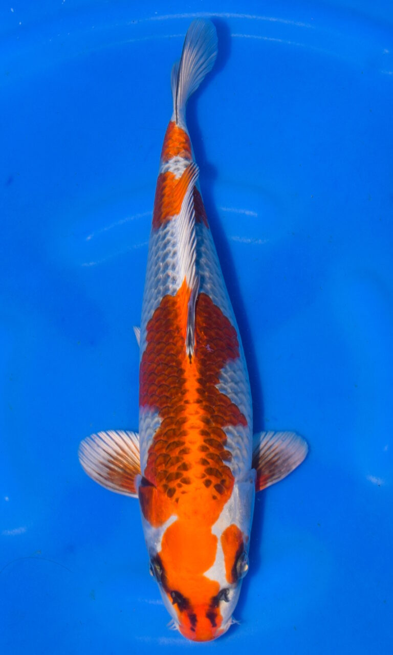 Orange and white koi fish in blue water.