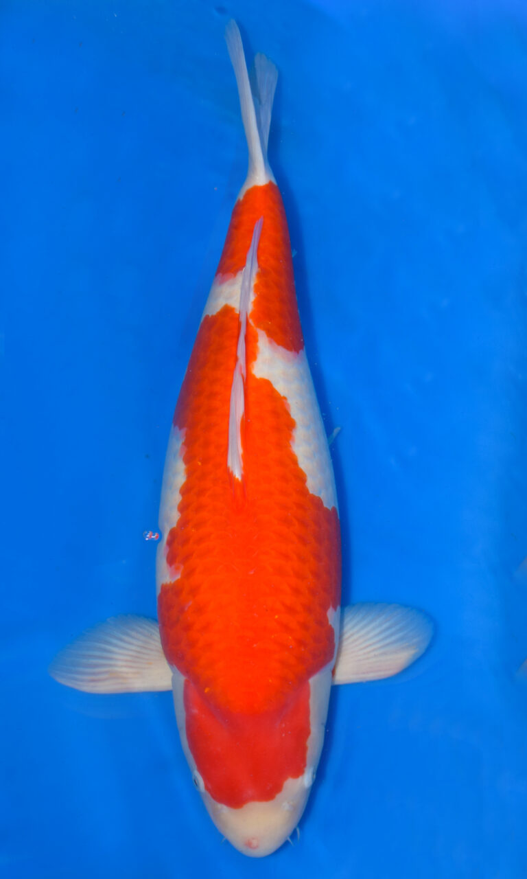 Colourful koi fish swimming in blue water.