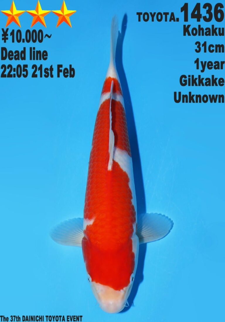 Kohaku koi fish at Dainichi Toyota event