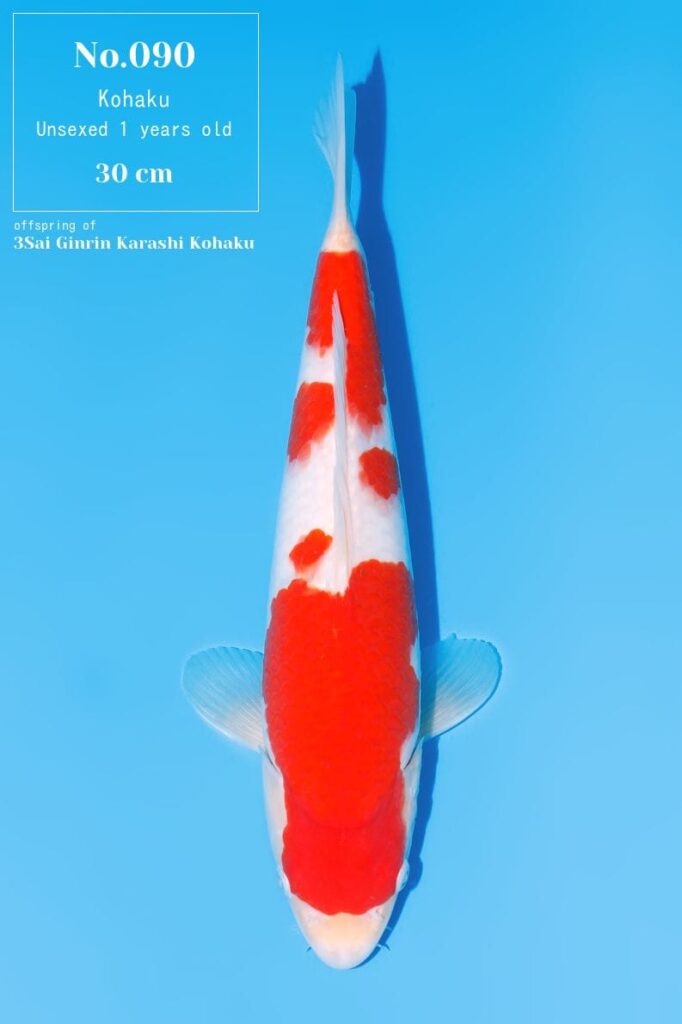 Top view of a vibrant Kohaku koi fish.