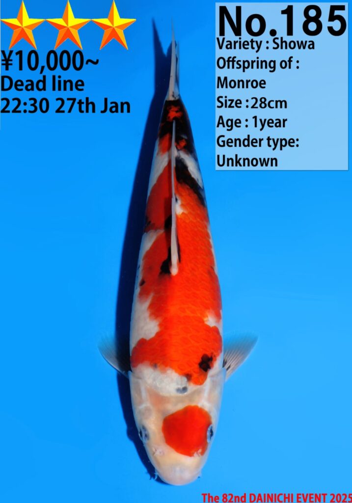 Showa koi fish for auction, deadline 27th Jan.