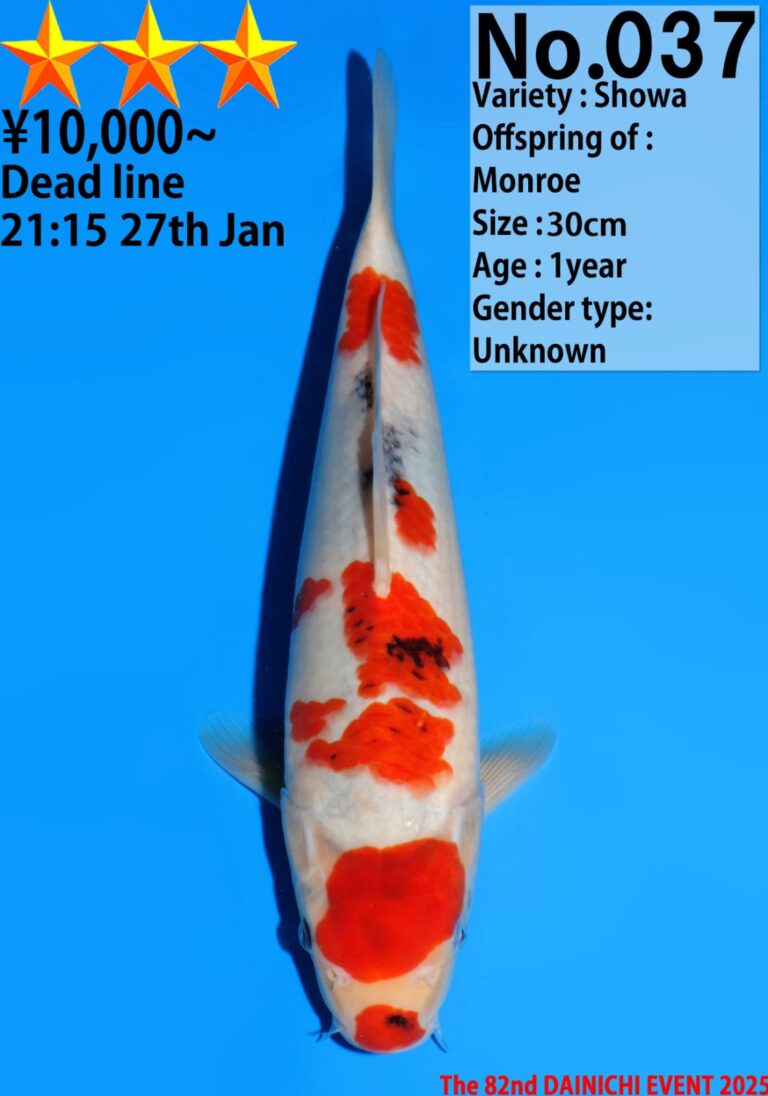 Showa Koi fish with auction details.