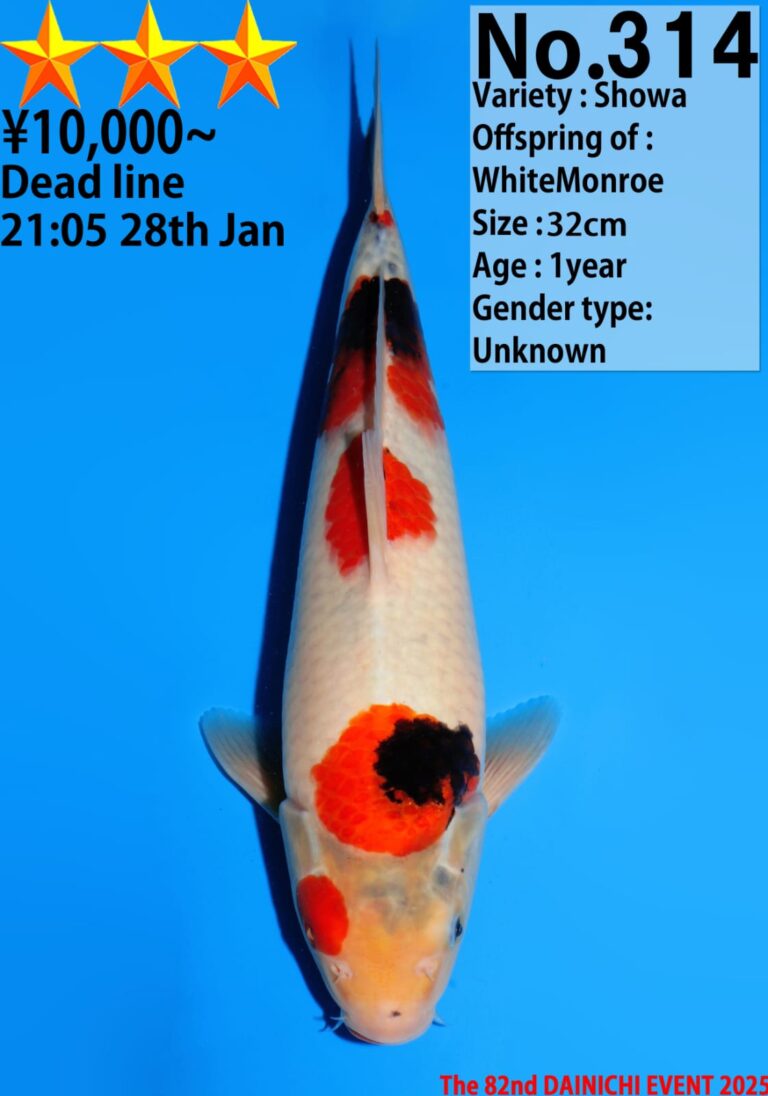 Showa koi for auction, bid deadline January 28th.