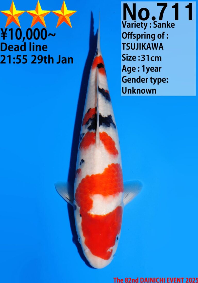 Sanke koi fish with auction details.