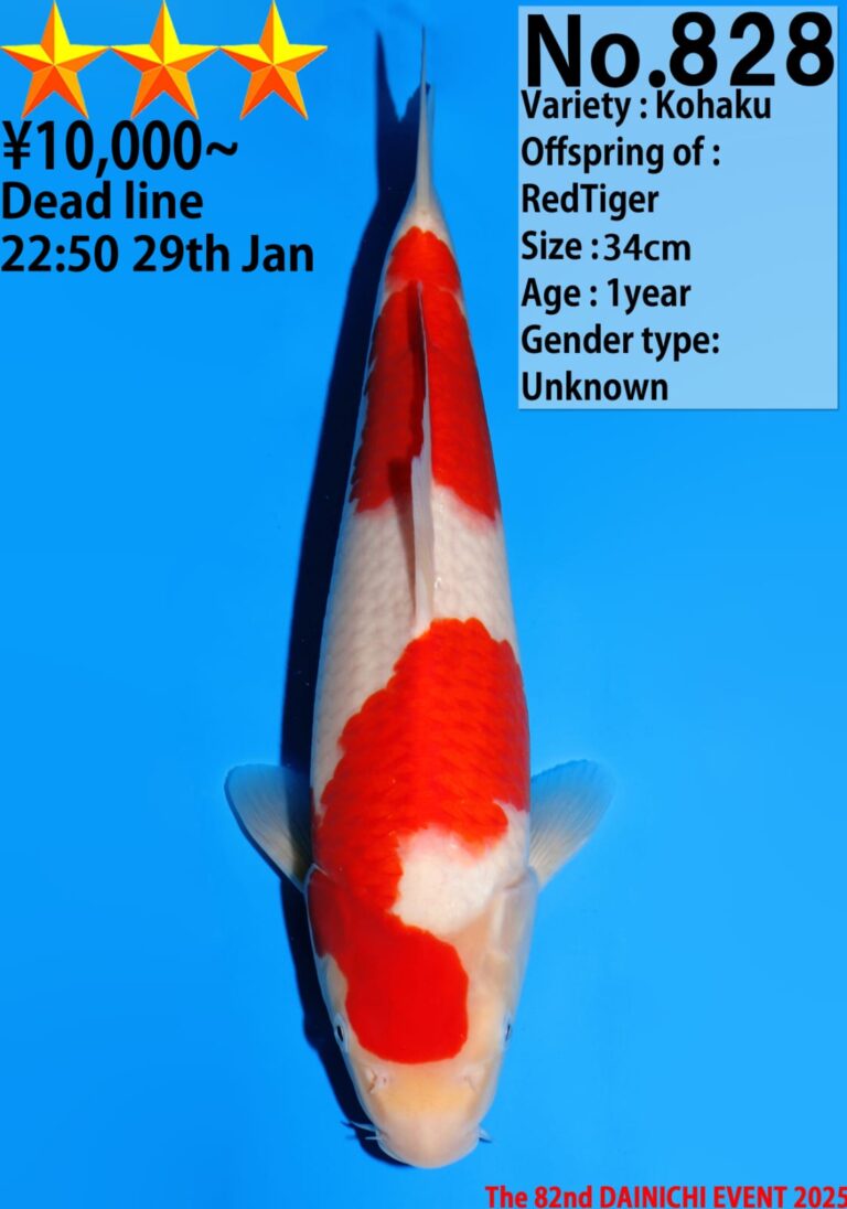 Kohaku Koi fish auction details.