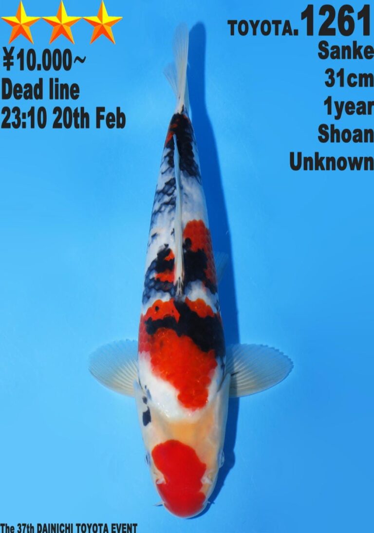 Colourful koi fish on blue background