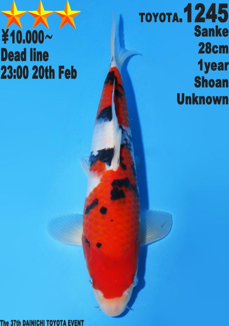 Colourful koi fish with event details