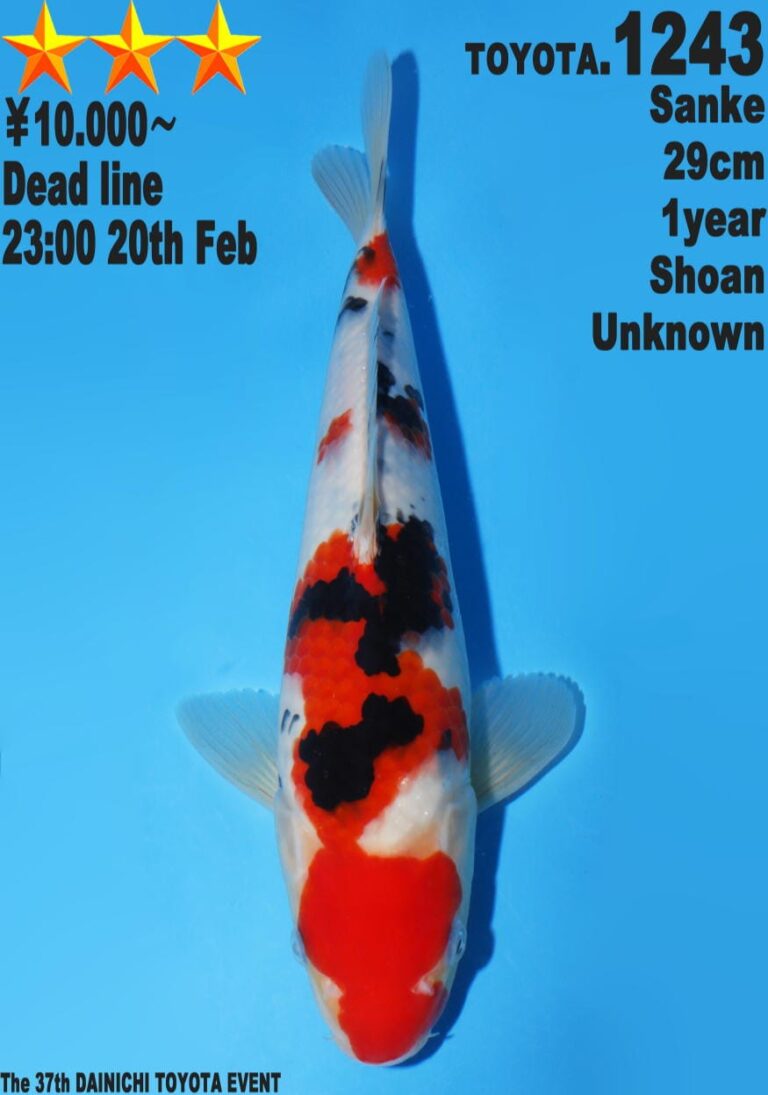 Colourful koi fish for auction with event details.