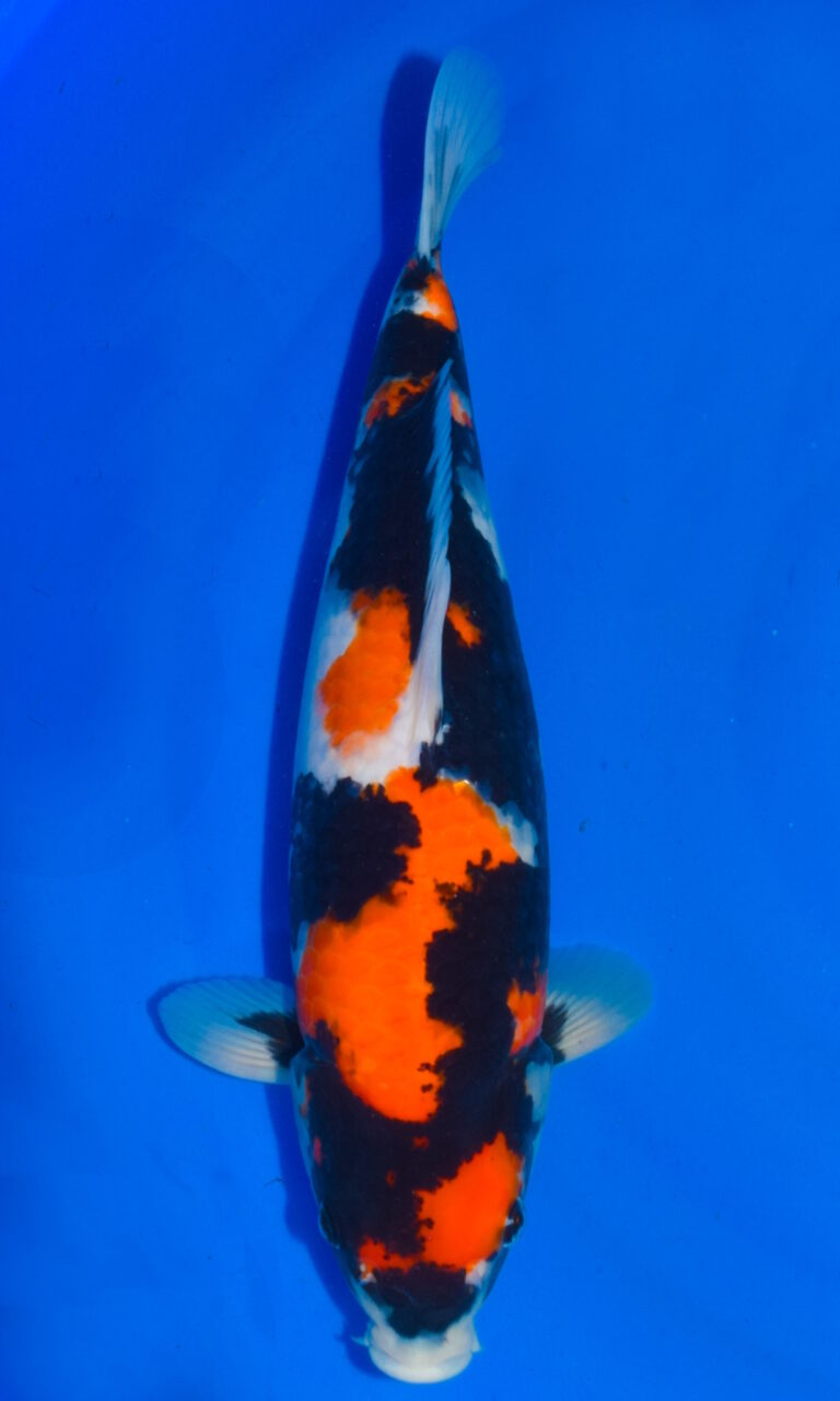 Colourful koi fish swimming in clear blue water.