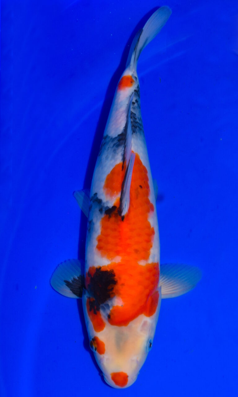 Brightly coloured koi fish in blue water.