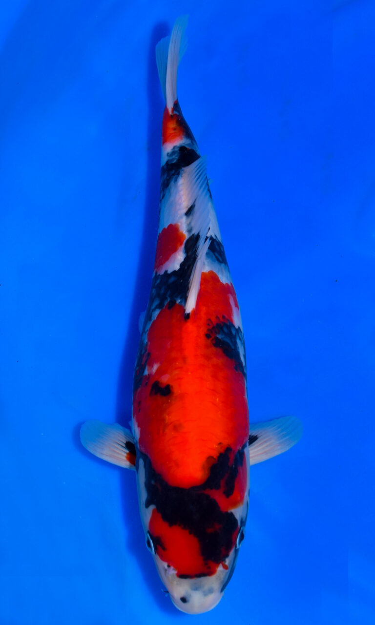 Colourful koi carp swimming in clear blue water.