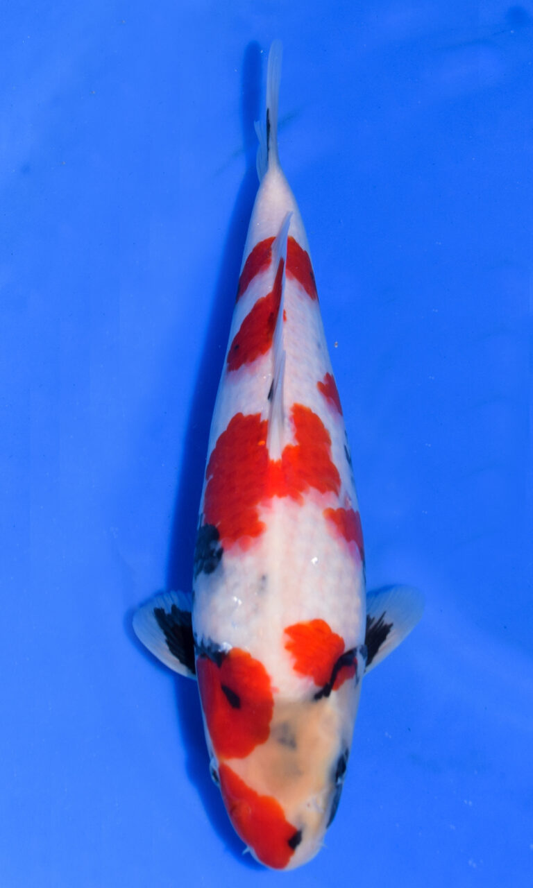 Colourful koi fish swimming in clear blue water.