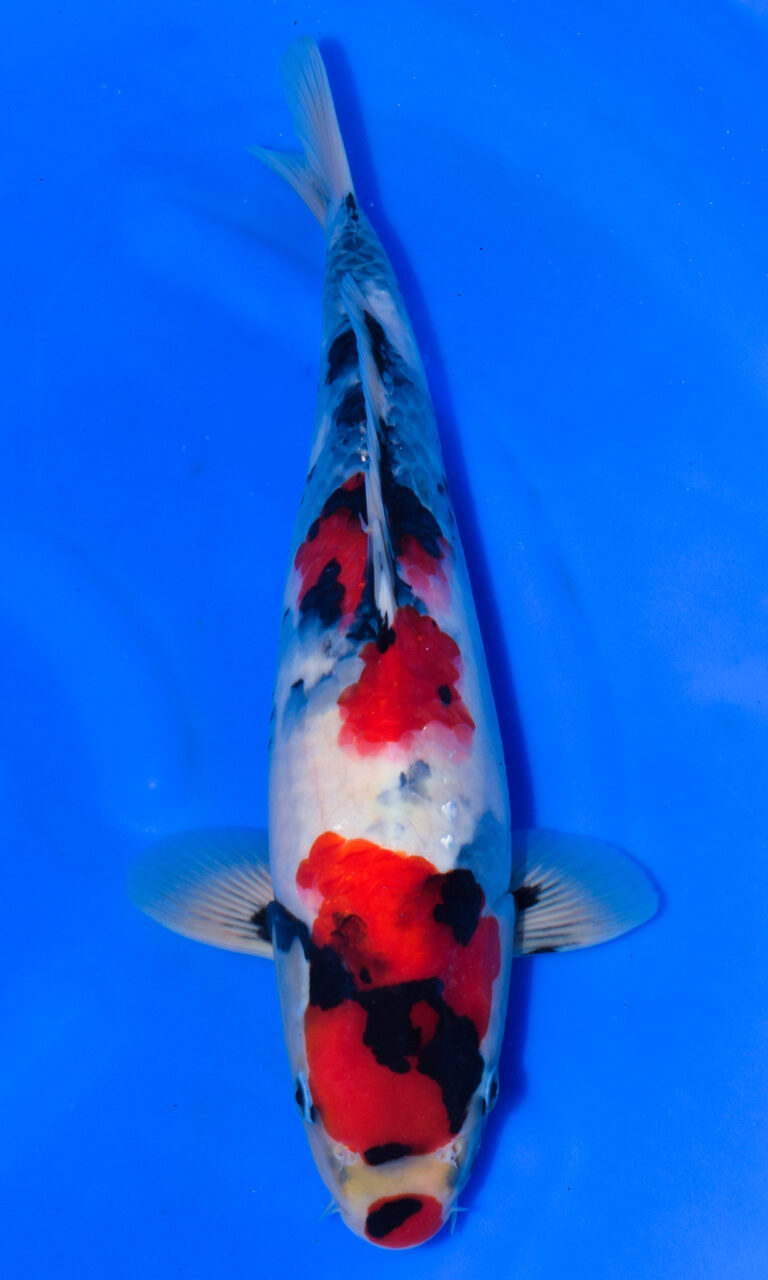 Colourful koi fish in blue water