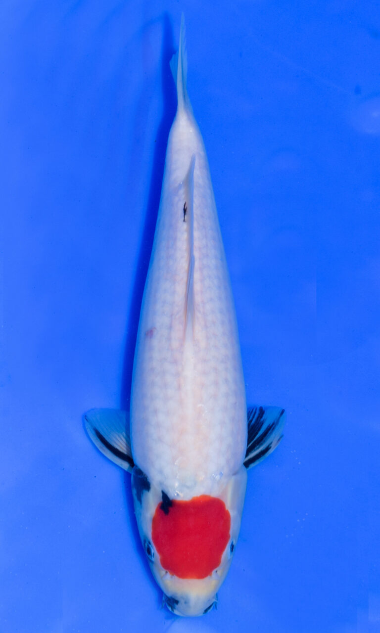 Koi fish with red spot on blue background.