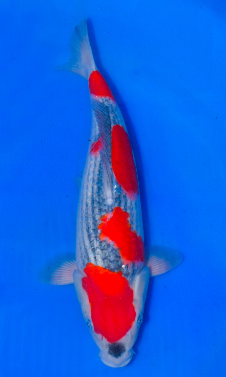 Colourful koi fish on blue background.
