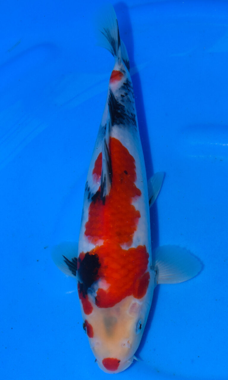 Colourful koi fish swimming in blue water.