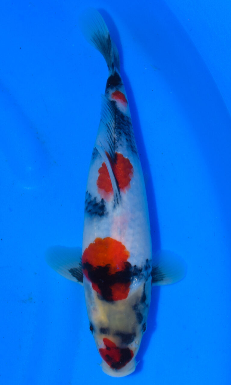 Colourful koi fish swimming in blue water
