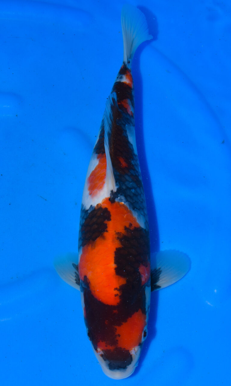 Colourful koi fish in blue water pond