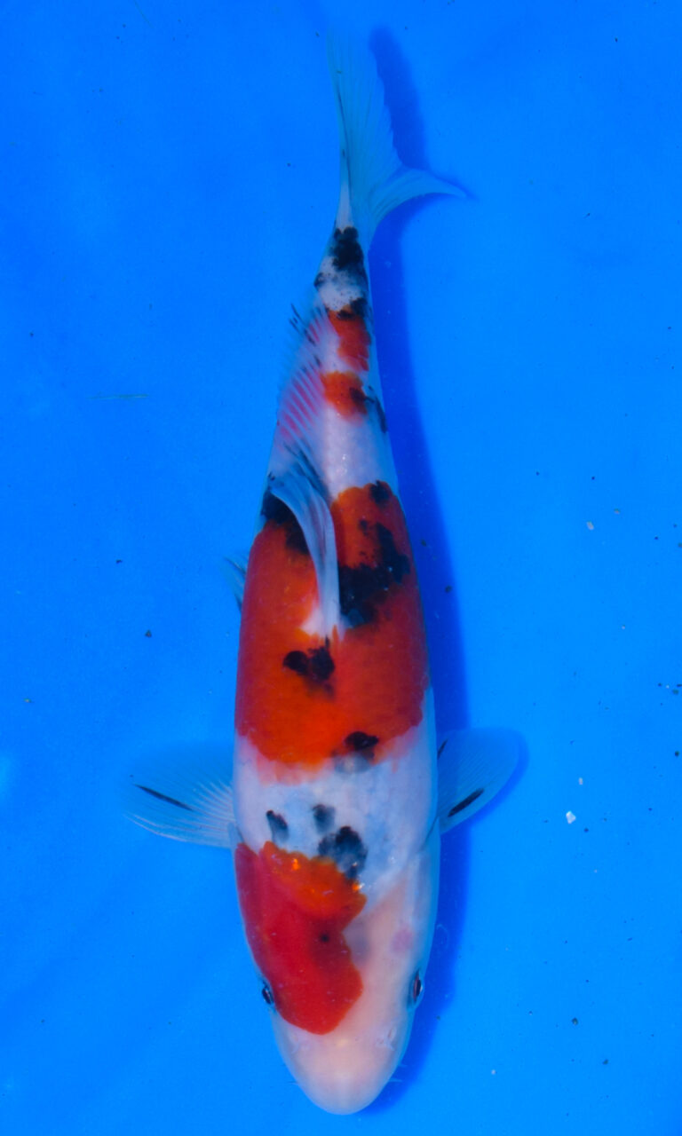 Colourful koi fish swimming in blue water.