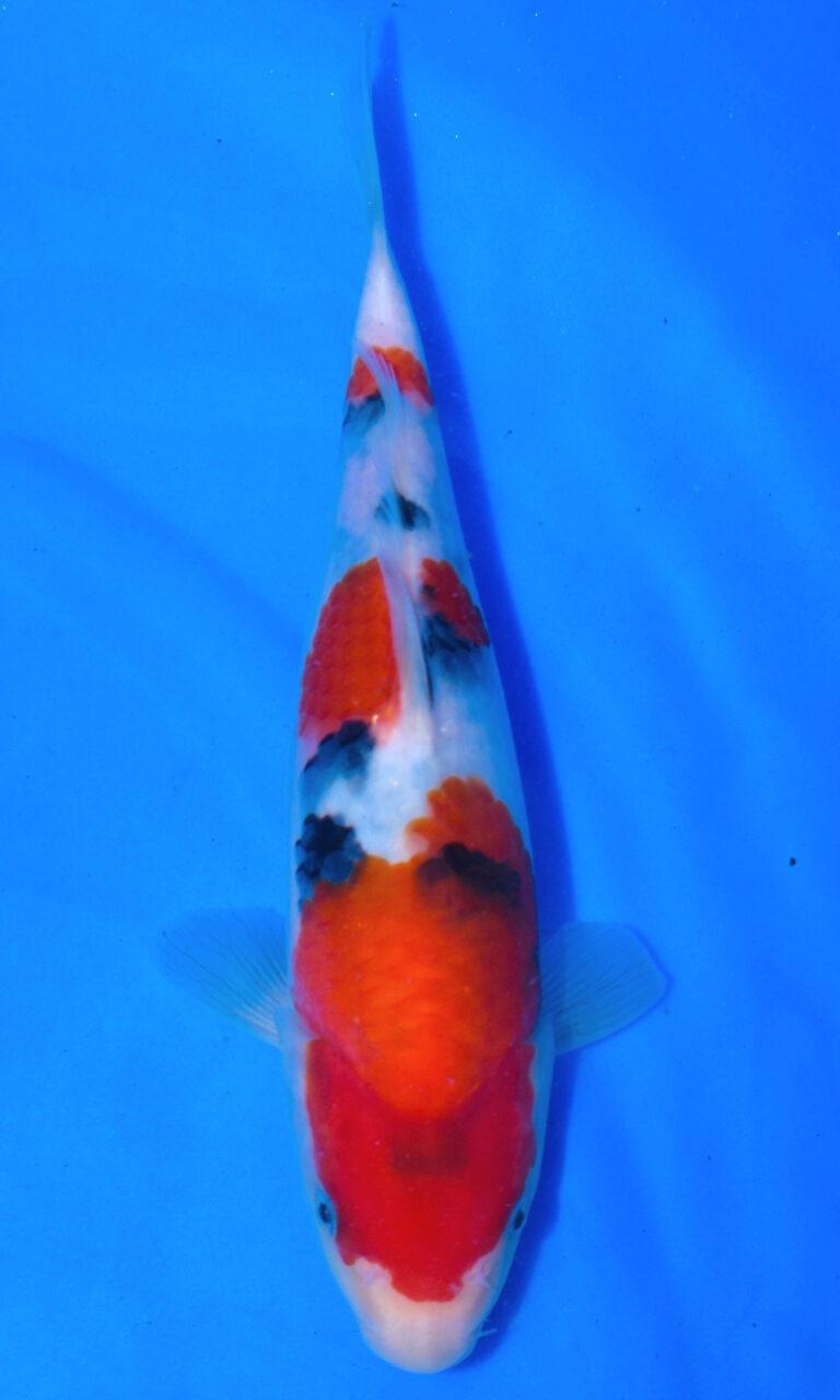 Colourful koi fish swimming in clear water.