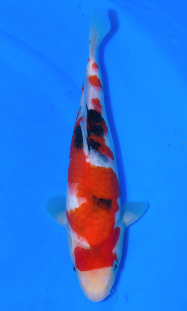 Colourful koi fish swimming in clear blue water.