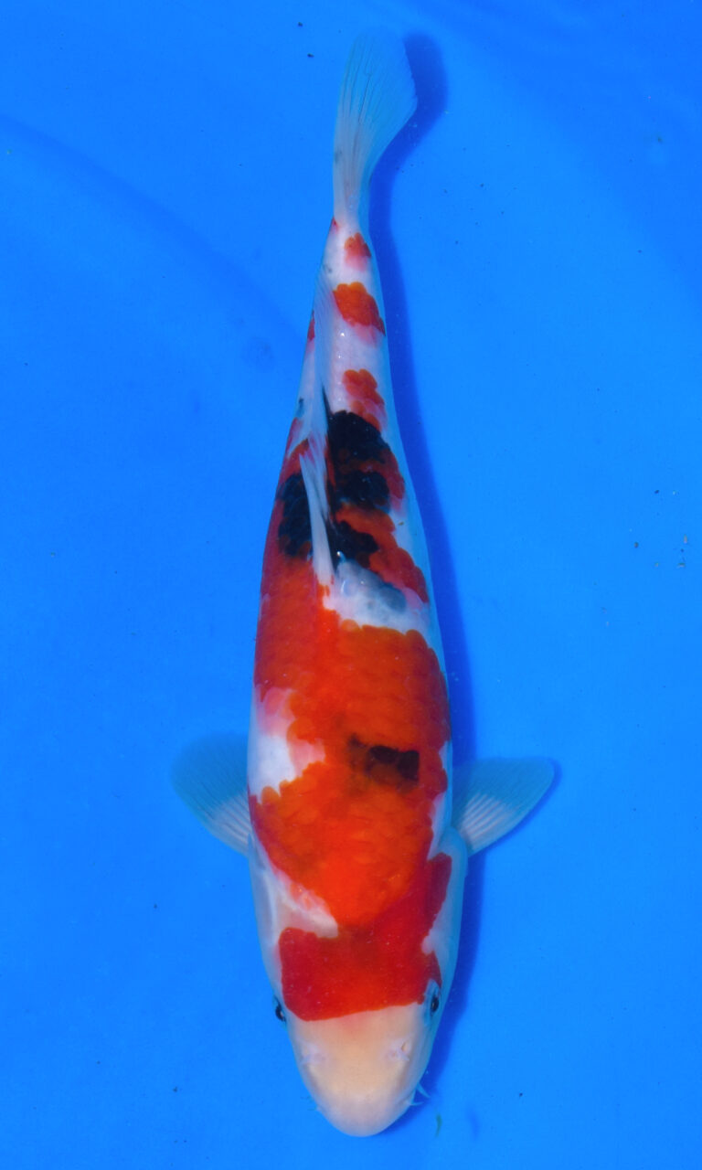 Colourful koi fish swimming in clear blue water.