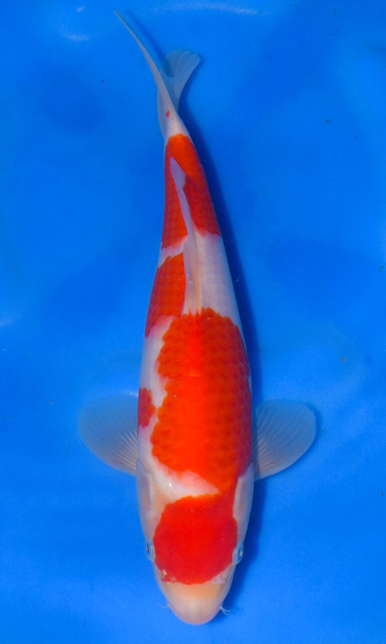 Colourful koi fish swimming in blue water.