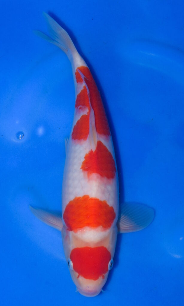 Colourful koi fish in blue water