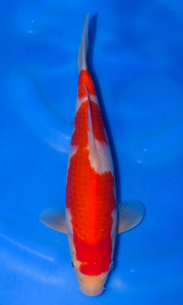 Bright orange koi fish in blue water