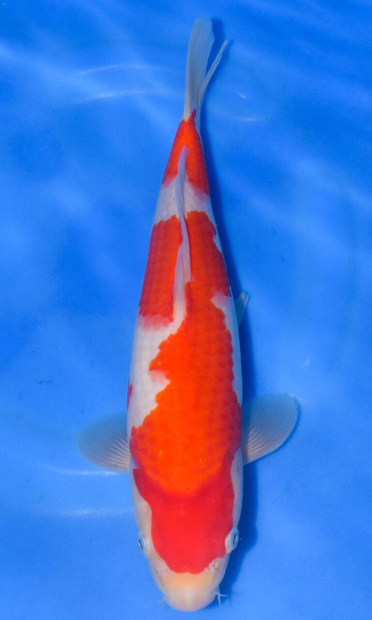 Colourful koi fish in clear blue water.