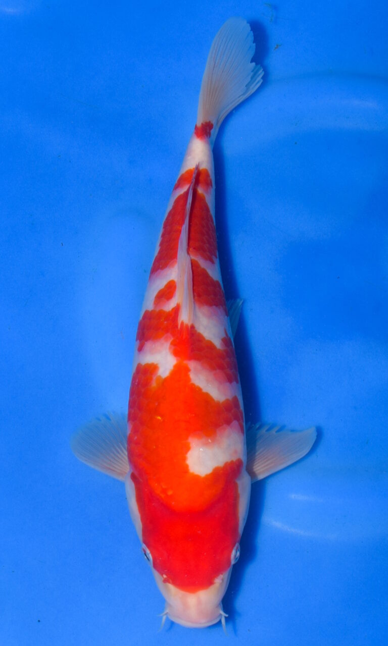 Colourful koi fish swimming in clear blue water.