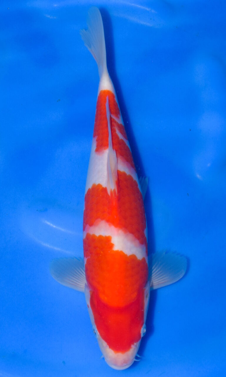 Colourful koi fish swimming in blue water