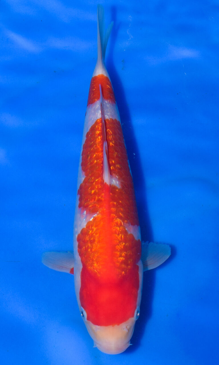 Orange and white koi fish swimming in water.