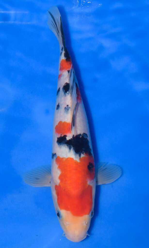 Colourful koi fish in clear water