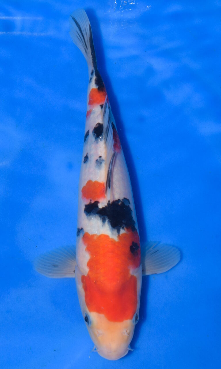 Colourful koi fish in clear water