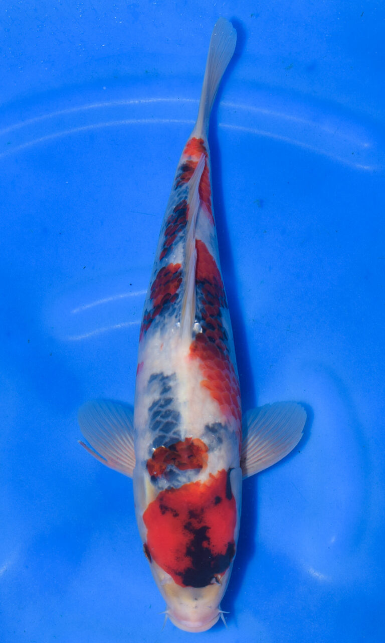 Colourful koi fish in clear blue water.