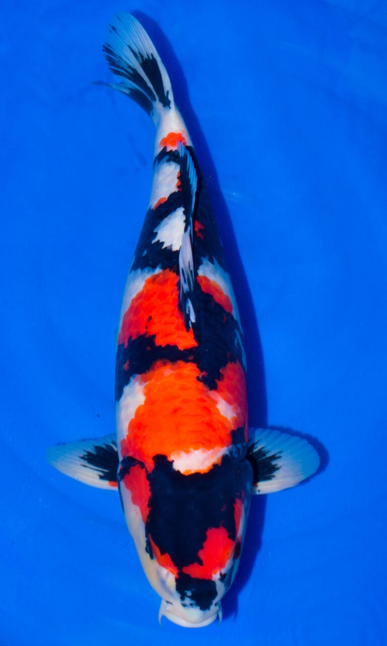 Colourful koi fish swimming in blue water.
