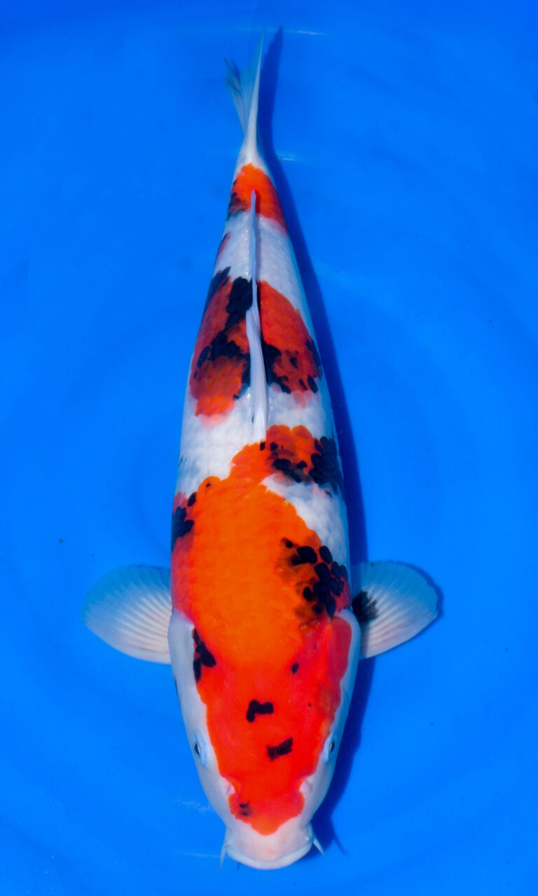 Colourful koi fish swimming in clear blue water.