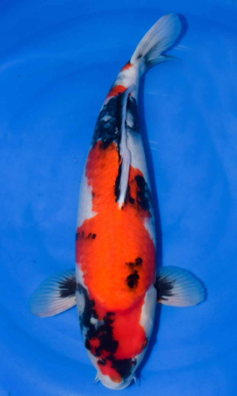 Colourful koi fish swimming in blue water.