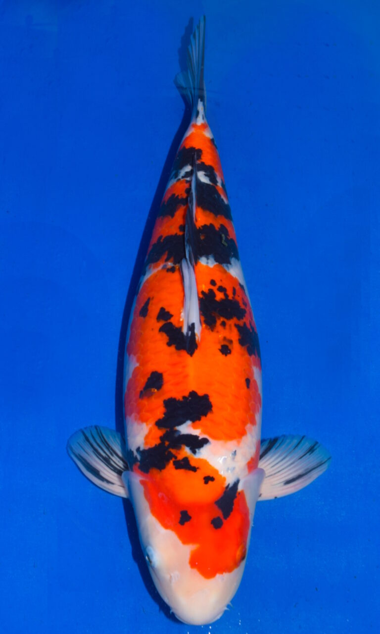 Colourful koi fish swimming in blue water.