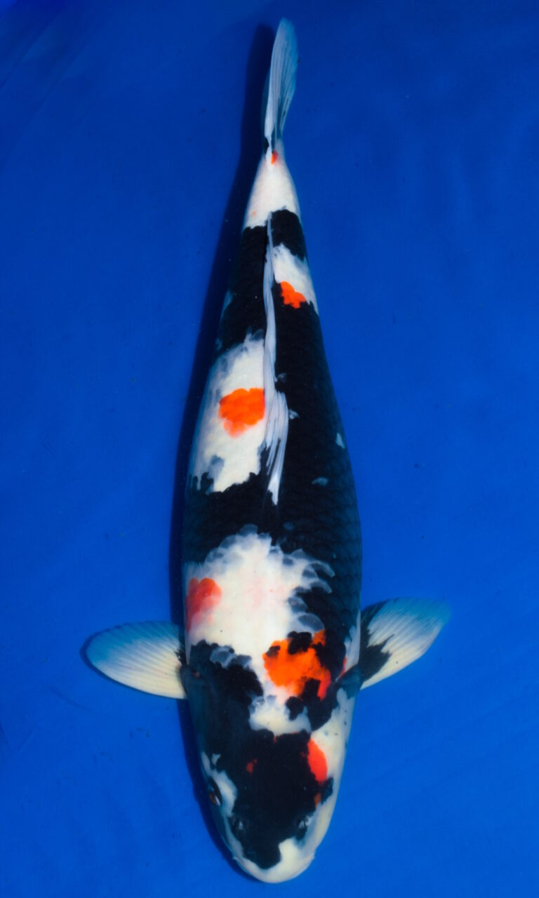 Colourful koi fish swimming in blue water.