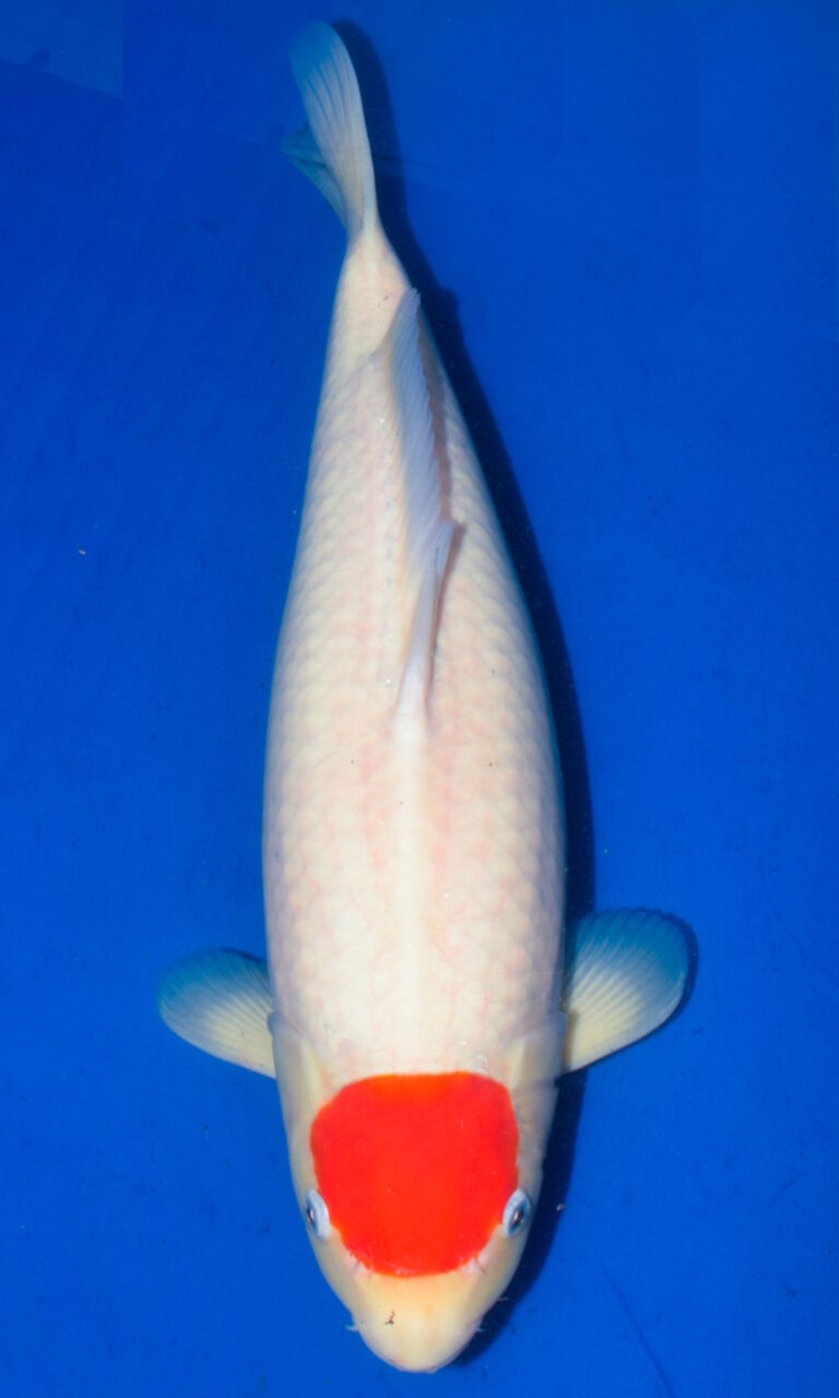 White koi fish with red pattern on head.