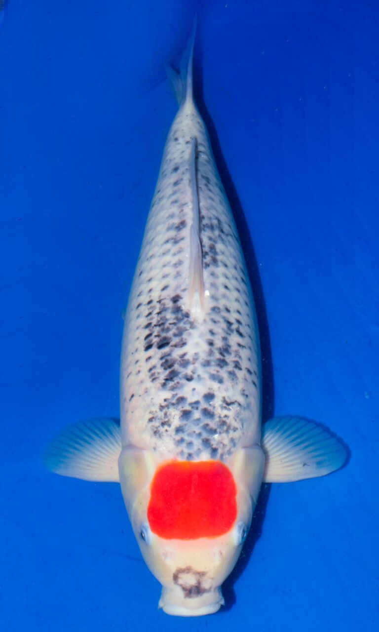 Close-up of a koi fish with red mark.