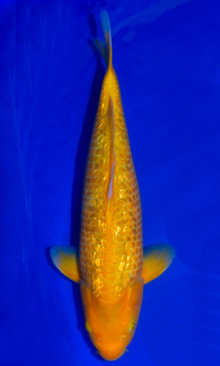 Golden koi swimming in blue water.