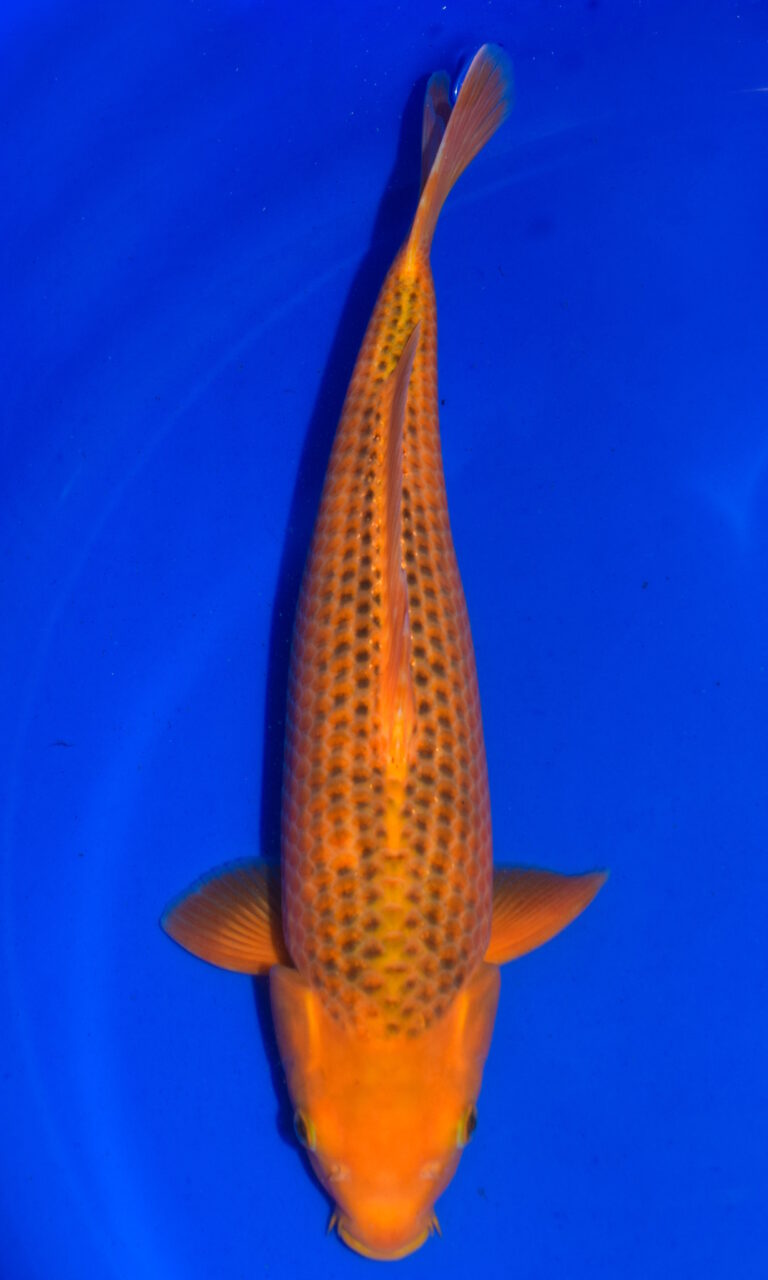 Bright orange koi fish in blue water