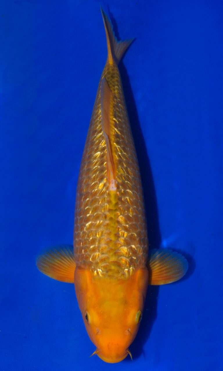 Orange koi fish swimming in blue water