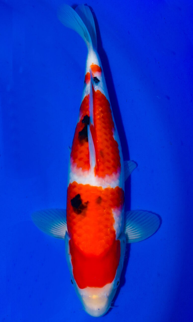Colourful koi fish in clear blue water